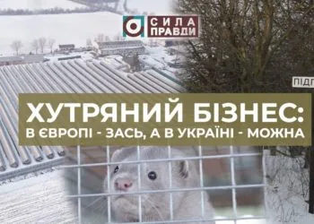 51552665_2110879398994370_1961971121288904704_n