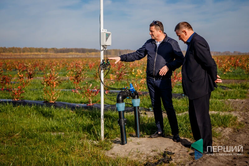 волинська ягідка