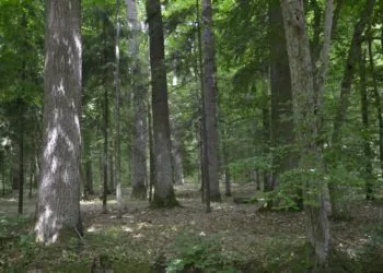 волинський ліс цуманська пуща