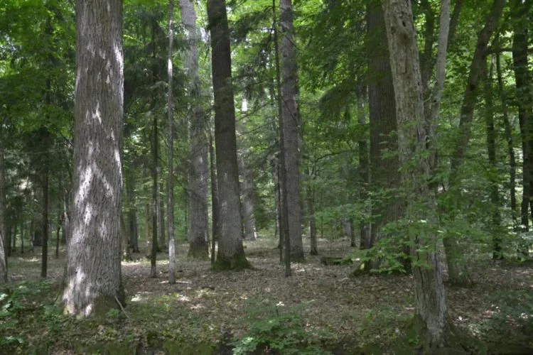 волинський ліс цуманська пуща