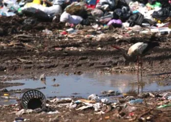 Лелека п'є воду на сміттєзвалищі сміттєвий полігон Ківерців