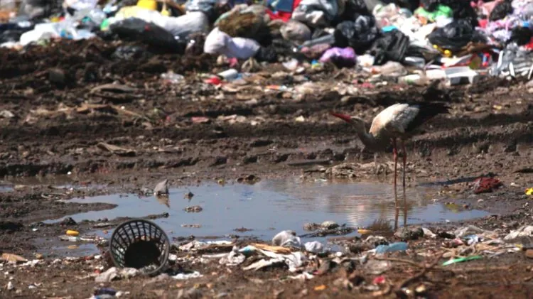 Лелека п'є воду на сміттєзвалищі сміттєвий полігон Ківерців