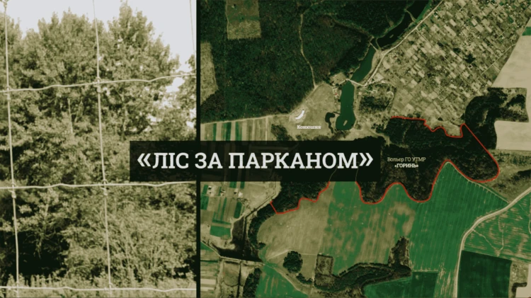 Ліс біля села Лище