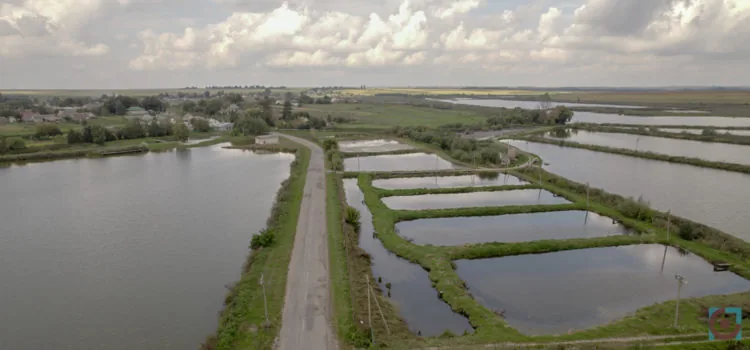 ставки у Несвічі аерозйомка