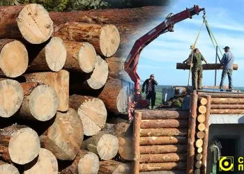 рубки лісу під час війни