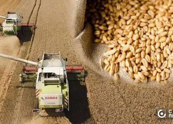 комбайни жнива