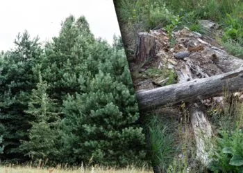 Самосійні ліси на Волині