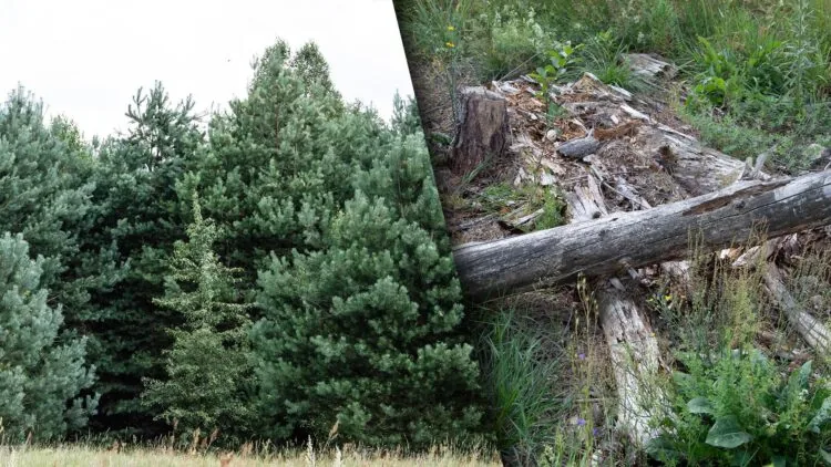 Самосійні ліси на Волині