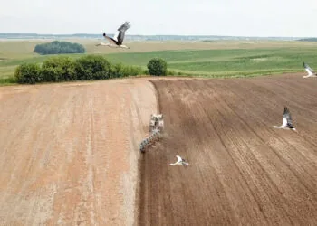 трактор поле і лелеки земля сільськогосподарського призначення