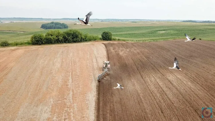 трактор поле і лелеки земля сільськогосподарського призначення