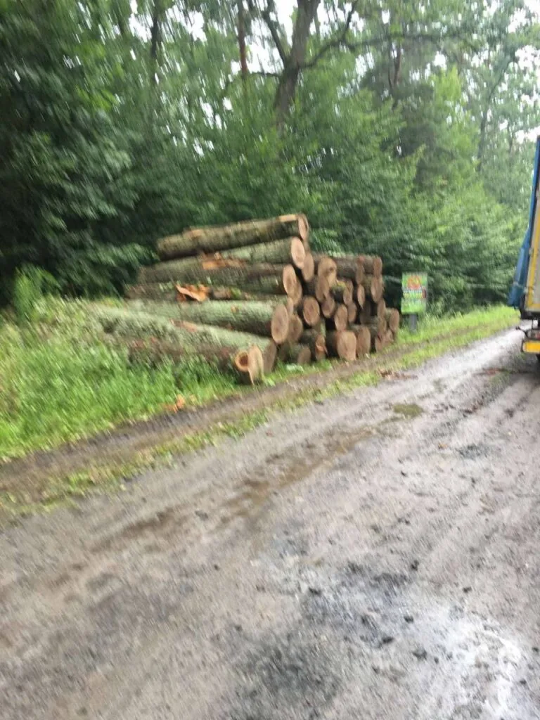 незаконна рубка в парку