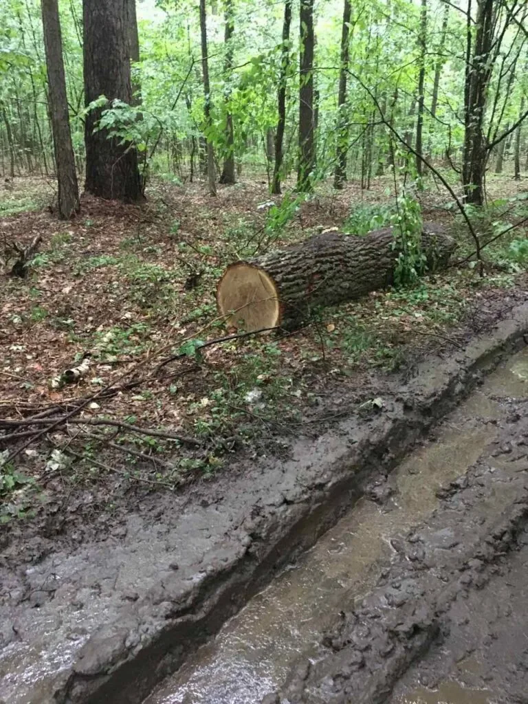 Незаконна Рубка