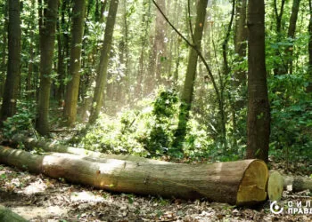 вирубка у Горохівському лісництві колода