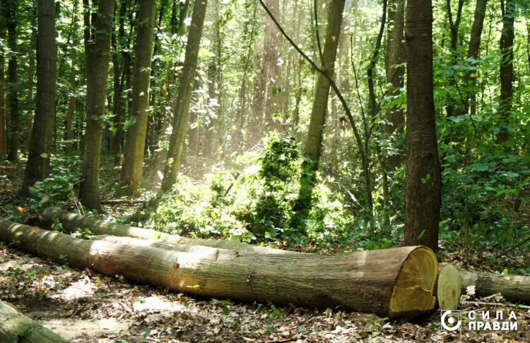 вирубка у Горохівському лісництві колода