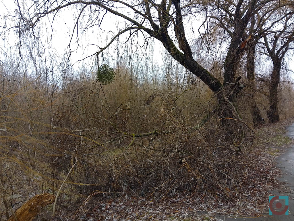 Дерева на Набережній