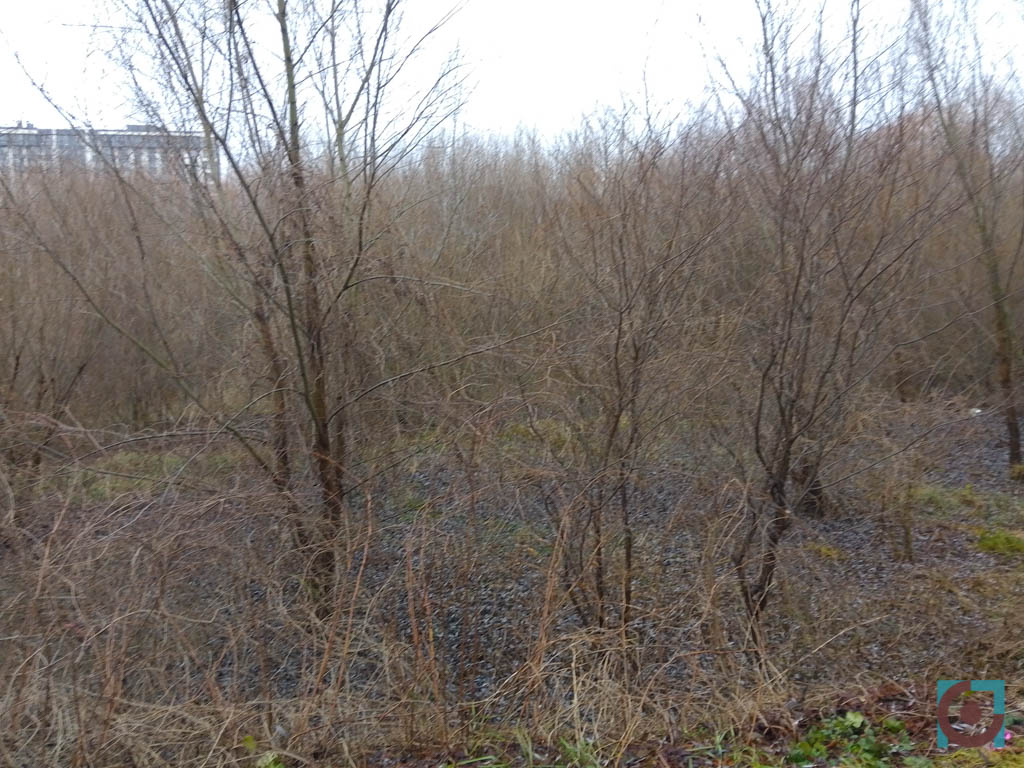 Дерева Набережна Луцьк