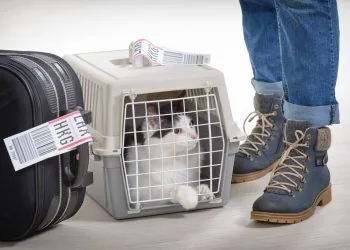 переноска для котика клітка