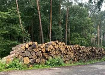 АРМА_Арештована деревина в Губині