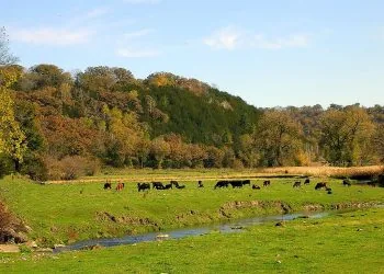 Пасовище, худоба, корови