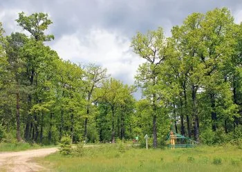 Цуманська пуща, в'їзд