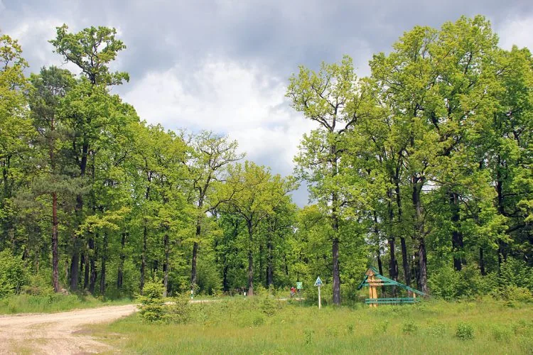 Цуманська пуща, в'їзд