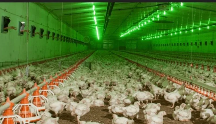 Пташник Володимирської птахофабрики.