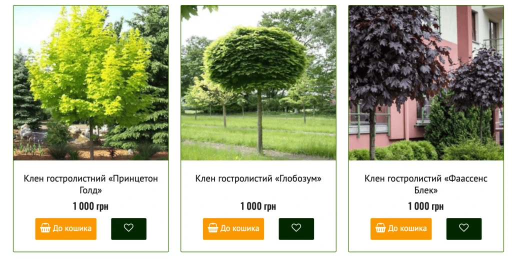 Саджанці клена у розсаднику «Волинь Флора». Джерело: www.volynflora.com.ua