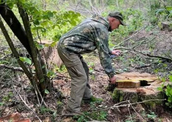незаконна порубка на Волині біля Красноволі: майже 14 млн грн шкоди довкіллю.