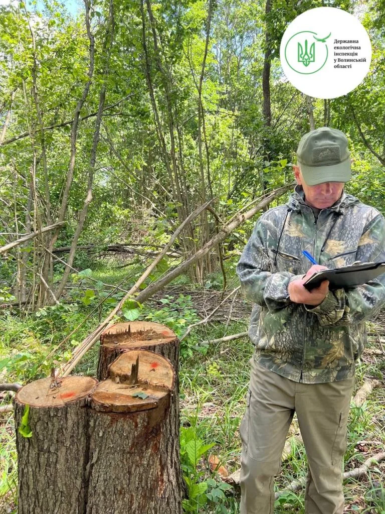 незаконна порубка на Волині біля Красноволі: майже 14 млн грн шкоди довкіллю.