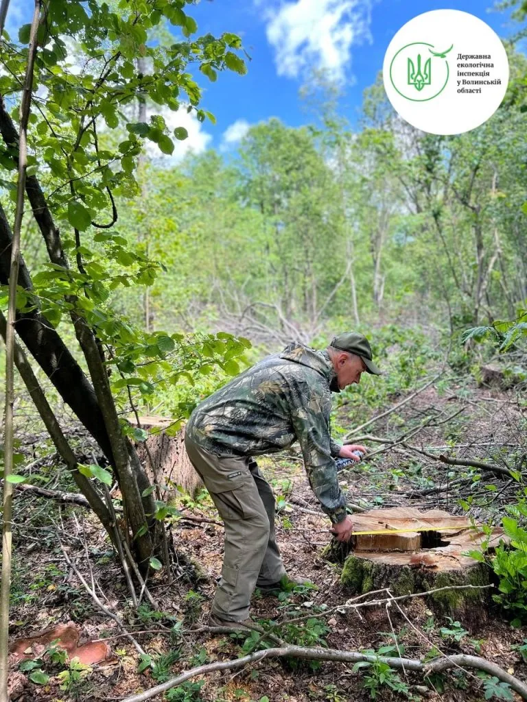незаконна порубка на Волині біля Красноволі: майже 14 млн грн шкоди довкіллю.