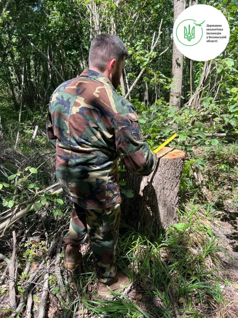 незаконна порубка на Волині біля Красноволі: майже 14 млн грн шкоди довкіллю.