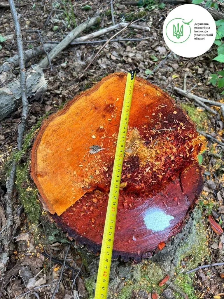 незаконна порубка на Волині біля Красноволі: майже 14 млн грн шкоди довкіллю.