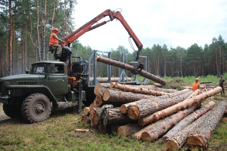Волинський військовий лісгосп, заготівля деревини