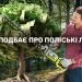 Поліський лісовий офіс гол фото