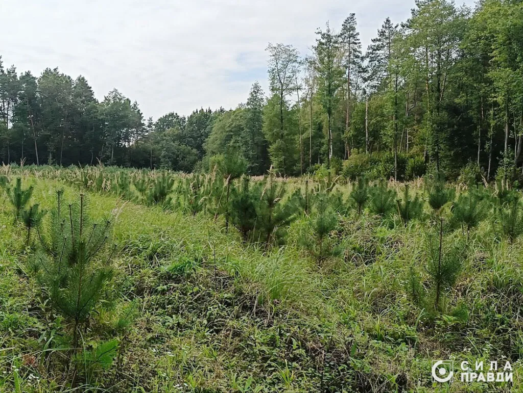 Ділянка, де провела догляд Надія Кушнір
