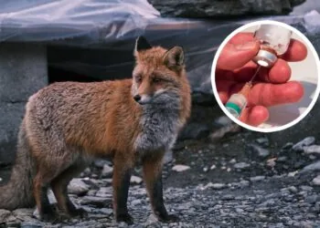 Сказ, антирабічна вакцина, щеплення