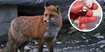 Сказ, антирабічна вакцина, щеплення