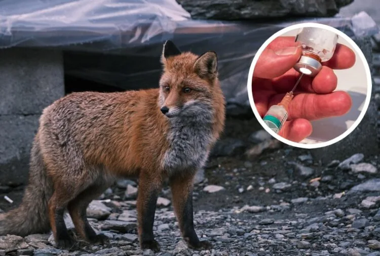 Сказ, антирабічна вакцина, щеплення