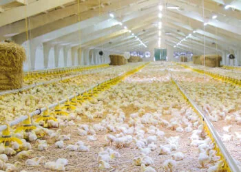 Птахоферма, вирощування курей