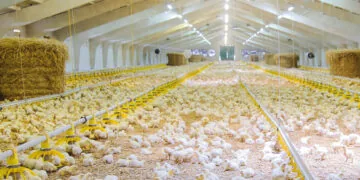 Птахоферма, вирощування курей