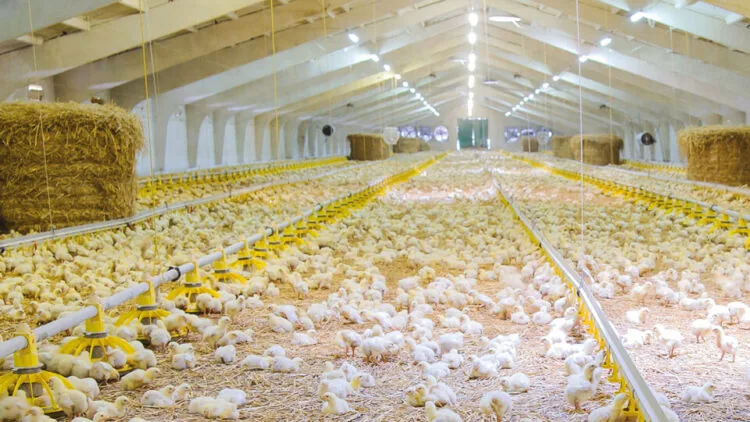 Птахоферма, вирощування курей