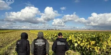 У прикордонні на Волині виявили незаконне вирощування та цехи з обробки тютюну