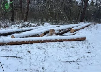 На Волині ДБР викрило схему незаконного збуту понад 165 кубометрів деревини, організовану лісничими та місцевим підприємцем