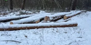 На Волині ДБР викрило схему незаконного збуту понад 165 кубометрів деревини, організовану лісничими та місцевим підприємцем