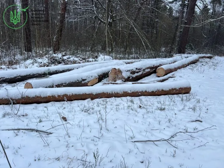 На Волині ДБР викрило схему незаконного збуту понад 165 кубометрів деревини, організовану лісничими та місцевим підприємцем