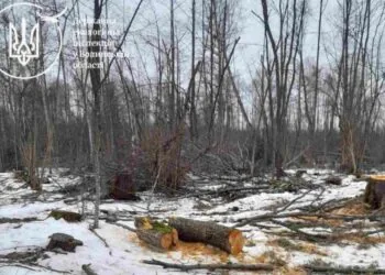 На Волині виявили незаконну вирубку дерев на понад 6 мільйонів гривень