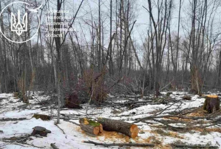 На Волині виявили незаконну вирубку дерев на понад 6 мільйонів гривень