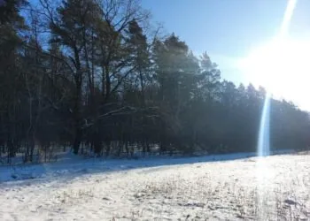 Селищна рада на Волині програла у судах справу щодо 35 гектарів самосійного лісу. Мова про Маневицьку селищну раду.