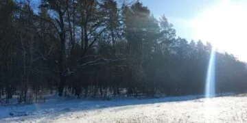 Селищна рада на Волині програла у судах справу щодо 35 гектарів самосійного лісу. Мова про Маневицьку селищну раду.