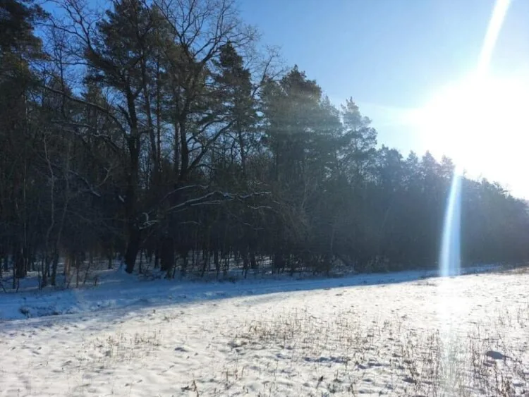 Селищна рада на Волині програла у судах справу щодо 35 гектарів самосійного лісу. Мова про Маневицьку селищну раду.